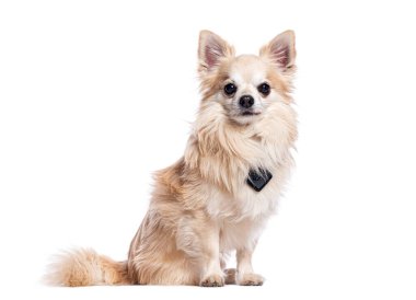 Uzun saçlı kremalı chihuahua oturuyor ve üzerinde GPS takip cihazı var.