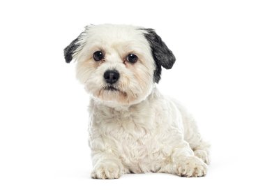 Charming dog with white and black maltese fur lying down on a seamless white background, creating a clean and minimalist portrait