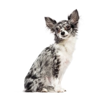 Şirin merle chihuahua köpeği beyaz bir zeminde oturuyor ve poz veriyor.
