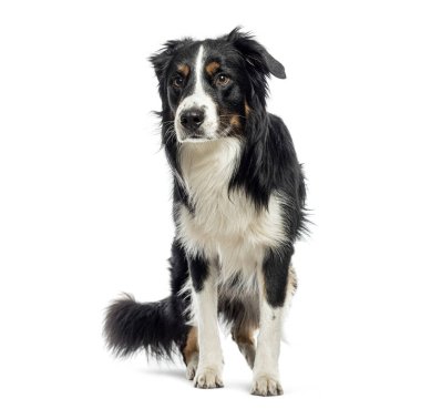 Avustralyalı çoban oturuyor ve kameradan uzağa bakıyor, beyaz arka planda izole edilmiş.