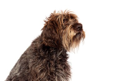 Korthals Griffon köpeğinin beyaz arka planda izole edilmiş görüntüsü.