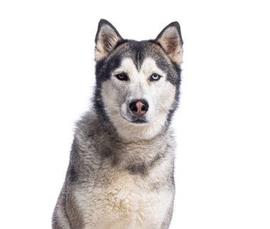 Heterokromisi olan, ileriye bakan, beyaz arka planda soyutlanmış, güzel, iri yapılı köpeğe yakın.