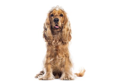 Beyaz arka planda oturan sevimli İngiliz cocker spanyel 'in stüdyo fotoğrafı.