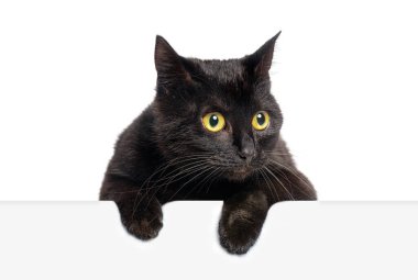 Beyaz bir bayrağın üzerinden bakan, beyaz tenli, sarı gözlü, meraklı kara kedi.