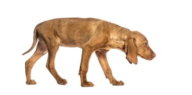 Macar Vizsla köpeğinin beyaz bir zeminde yürümesi ve koklaması.