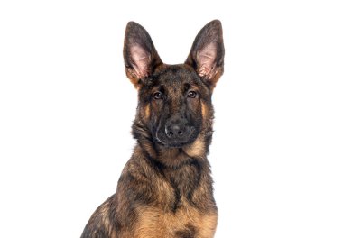 Beyaz arka planda ileriye bakan güzel bir Alman çoban köpeğinin portresi.