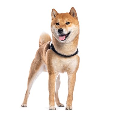 Mutlu shiba inu köpekleri koşum takımı giyer, beyaz arka planda durur ve nefes nefese kalırlar.