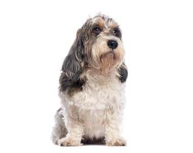 Büyük Basset Griffon Vendeen 'in beyaz arka planda izole edilmiş bir şekilde oturduğu ve baktığı stüdyo görüntüleri.