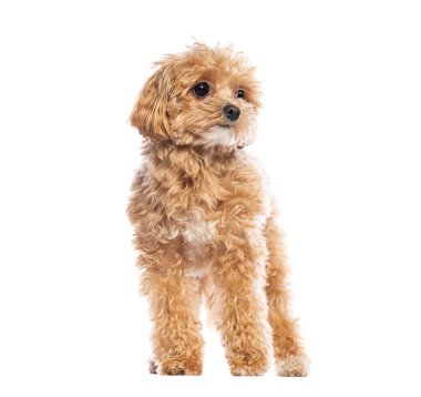 Tüylü kayısı kürklü sevimli Maltipoo yavrusu, beyaz bir arka planda meraklı bir ifadeyle dikiliyor ve dik dik bakıyor.