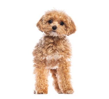 Beyaz bir fonda duran tüylü kayısı kürklü sevimli Maltipoo yavrusu.