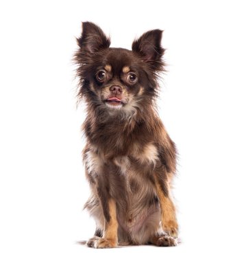 Kahverengi uzun saçlı chihuahua beyaz arka planda oturuyor ve dilini dışarı çıkarıyor.