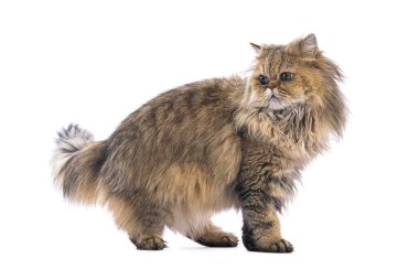 Beyaz arka planda tek başına duran ve başka yöne bakan İran kedisi.