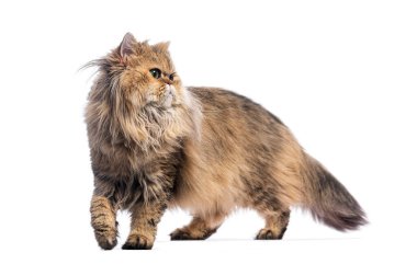 İran kedisi beyaz bir arka planda yürüyor ve geriye bakıyor