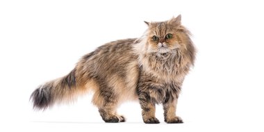 Beyaz arka planda duran ve meraklı görünen İran kedisi