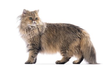 Beyaz arka planda izole edilmiş, kameradan uzağa bakan İran kedisi.