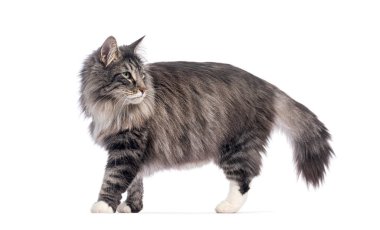 Gururlu yetişkin Norveç orman kedisi beyaz bir arka planda yürüyor ve bakıyor.