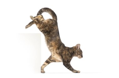 Beyaz arka planda izole edilmiş beyaz bir kutudan atlayan neşeli tekir kedi.