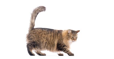 Oyuncu Avrupalı kedi kuyruğunu kıstırıp yürüyor, beyaz bir arka planda soyutlanmış, kalın kürkünü ve şakacı doğasını sergiliyor