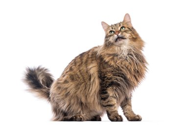 Avrupa kedisi oturuyor ve bakıyor, beyaz arka planda izole edilmiş.