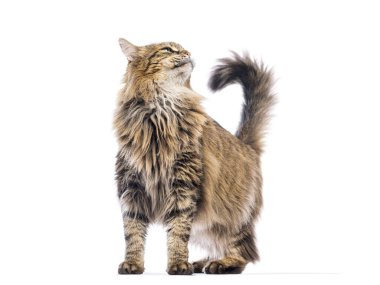 Beyaz arka planda duran Avrupalı kedi merakla yukarı bakıyor