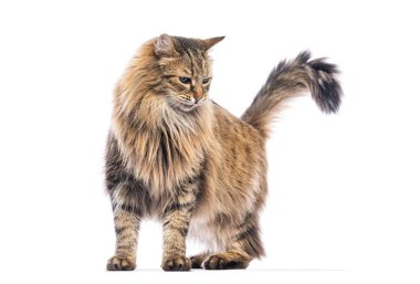 Kahverengi Avrupalı kedi beyaz arka planda dururken burnunu yalıyor