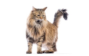 Uzun saçlı Avrupalı kedi ayakta ve miyavlıyor, ağzı açık, bembeyaz