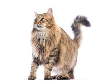 Oyuncu, uzun saçlı, kahverengi tekir kedisi. Avrupa kedisi, beyaz tenli, ilgiyle dikiliyor ve bakıyor.