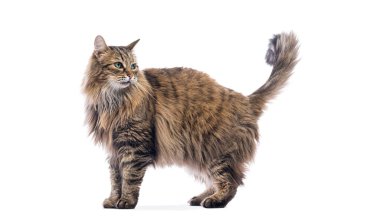 Kahverengi Avrupalı kedi beyaz arka planda duruyor, yana bakıyor.