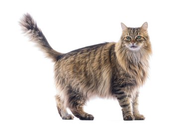 Oyuncu Avrupalı kedi kuyruğunu kaldırmış, beyaz bir arka planda izole edilmiş, büyüleyici ve sevimli bir portre yaratıyor.