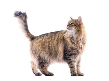 Çekim stüdyosundaki sevimli kahverengi Avrupalı kedi kuyruğunu kaldırıp beyaz arka plana bakıyor.