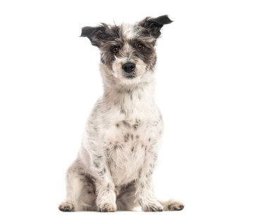 Sevimli melez köpek oturuyor ve sakince kameraya bakıyor, beyaz bir arka planda izole edilmiş.