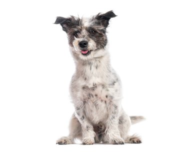 Tatlı melez köpek oturuyor ve soluk soluğa, beyaz arka planda izole edilmiş.