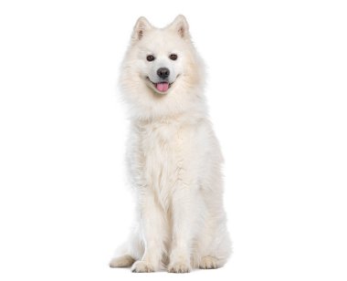 Beyaz arka planda yalnız başına oturan, nefes nefese sevimli bir köpek.