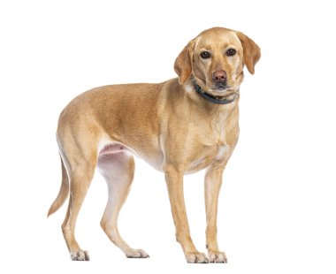 Kahverengi labrador av köpeği ayakta ve beyaz arka planda bir tasma takıyor.
