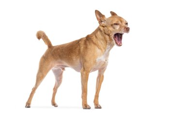 Köpek esniyor ve beyaz arka planda duruyor.