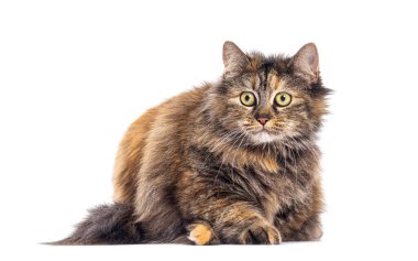 Sevimli, uzun saçlı kedi beyaz arka planda uzanıyor ve bakıyor.