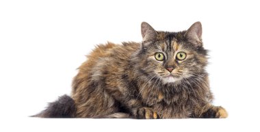 Uzun saçlı kedi uzanıyor ve bakıyor, beyaz arka planda soyutlanmış