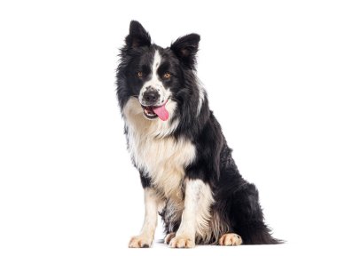 Sınır çoban köpeği beyaz bir arka planda oturuyor ve nefes nefese.