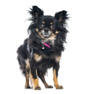 Uzun saçlı chihuahua köpeği ayakta ve pembe yakalı beyaz bir çan takıyor.