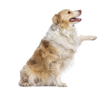 Sınır çoban köpeği beyaz arka planda izole edilmiş olarak ararken oturur ve pençe kaldırır