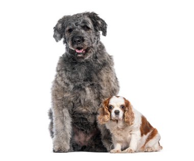 Büyük, tüylü köpek, daha küçük bir süvari kralı Charles Spaniel 'in yanında oturuyor. Her ikisi de pürüzsüz beyaz bir zeminde sakince poz veriyor.