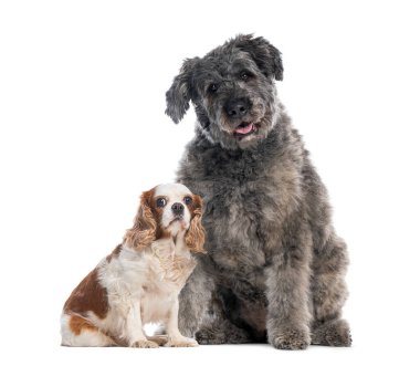 Beyaz arka planda oturan iki köpeğin, Estrela dağ köpeğinin ve süvari bir kral Charles Spaniel 'in stüdyo fotoğrafı.