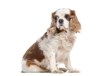 Sevimli şövalye kral Charles Spaniel, beyaz üzerine izole bir şekilde oturur ve bakar.