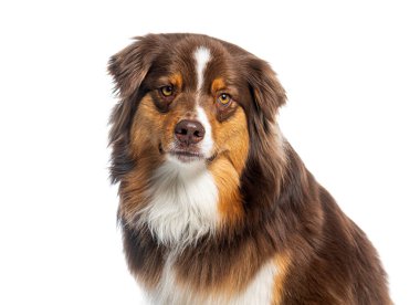 Avustralyalı çoban köpeğinin portresi.