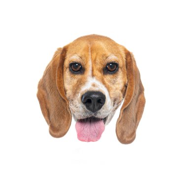 Beyaz arka planda izole edilmiş, dilini uzatan ve nefes nefese kalan komik av köpeği portresi