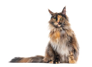 Beyaz bir arka planda oturan güzel Maine Rakunu 'nun stüdyo fotoğrafı.