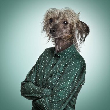Çapraz kollu Çin armalı köpek turkuaz bir arka planda yeşil benekli gömlek giyiyor.
