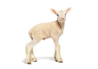 Beyaz bir arkaplanda duran sevimli kuzu, iki günlük, temiz ve basit bir görüntü yaratıyor.