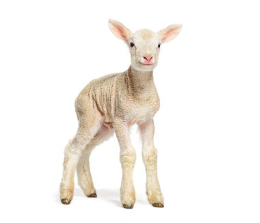 Güzel kuzu, beyaz arka planda izole edilmiş, iki günlük.