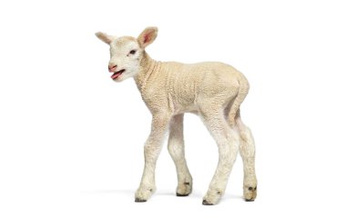 Beyaz arka planda tatlı bir kuzu, dilini gösteriyor, iki günlük.